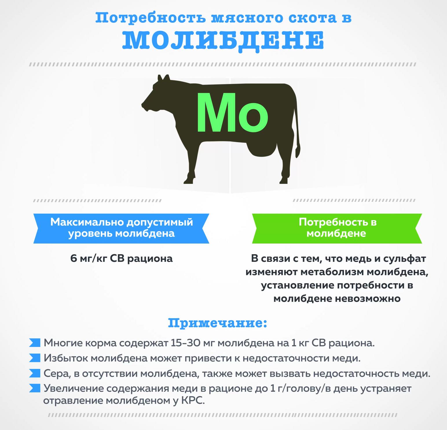 Потребность мясного скота в молибдене