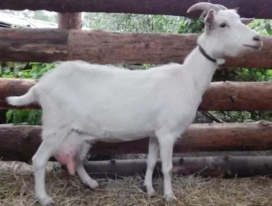 Вопросы из чатов: почему у козы увеличивается вымя?