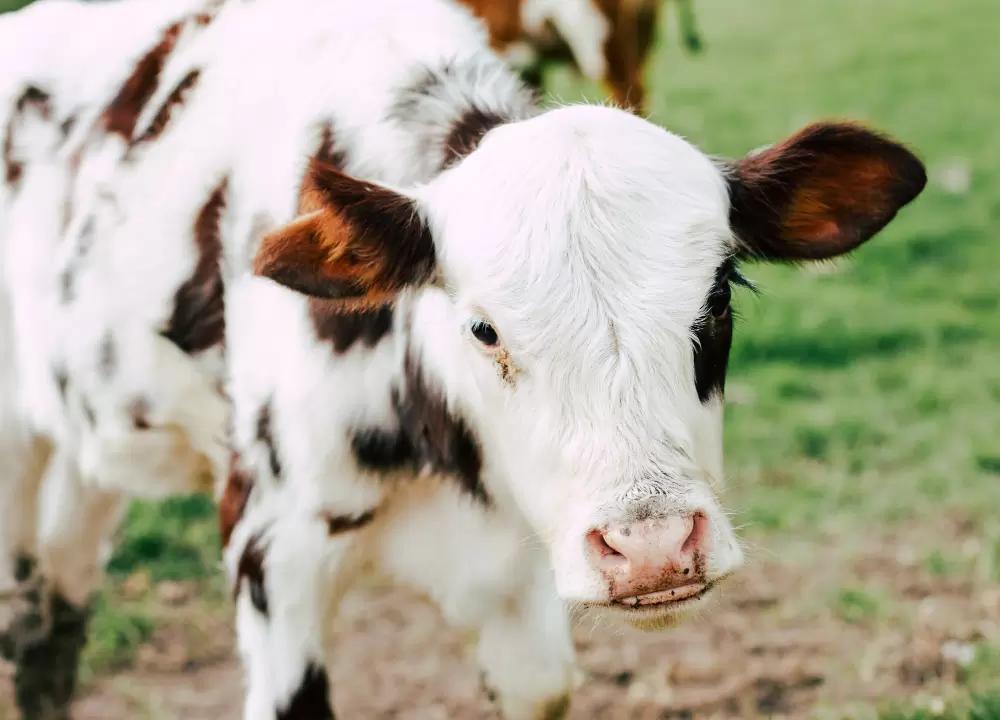 О влиянии различных «игрушек» на поведение телят