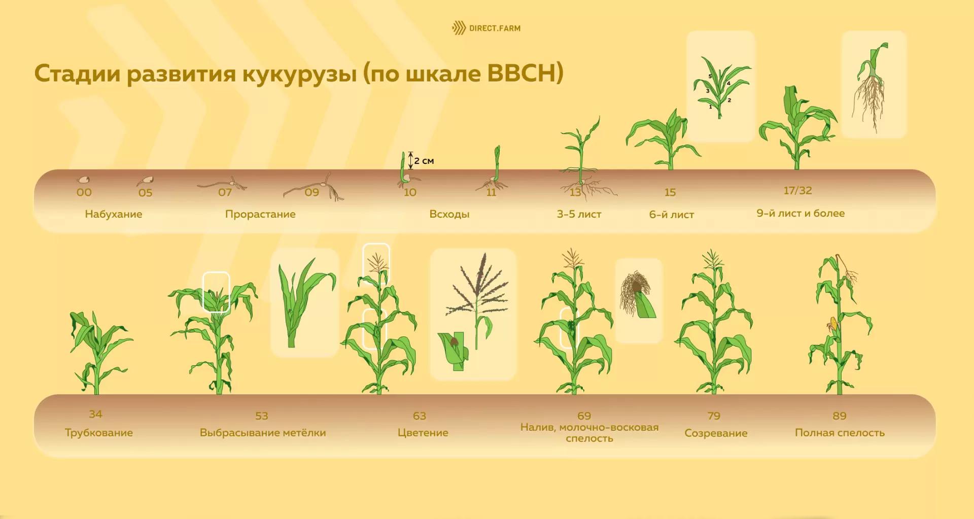 Стадии развития кукурузы по шкале ВВСН