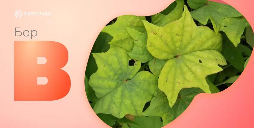 Бор в растениях и почве