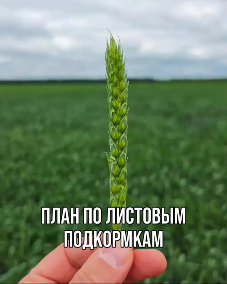 ПЛАН ПО ЛИСТОВЫМ ПОДКОРМКАМ