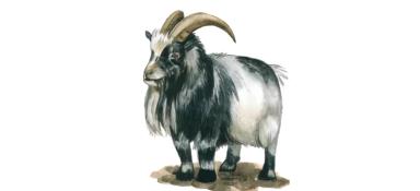 Африканский пигмей - порода коз
