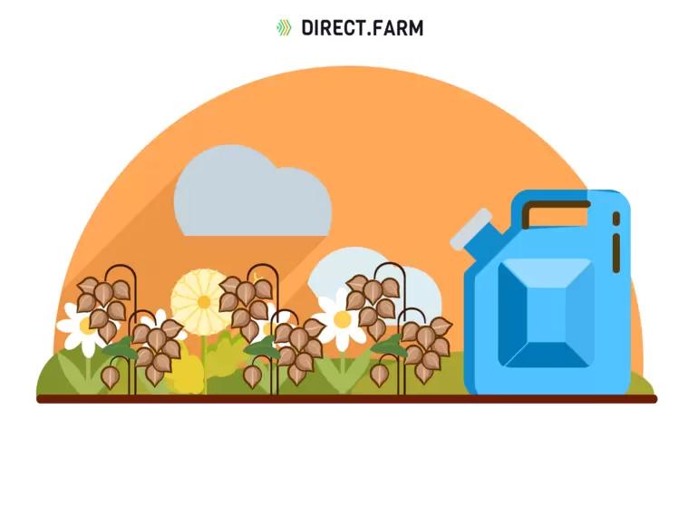 Борьба с сорняками в посевах гречихи