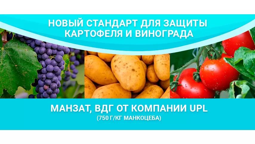 Манзат, ВДГ от UPL – новый стандарт для защиты картофеля и винограда