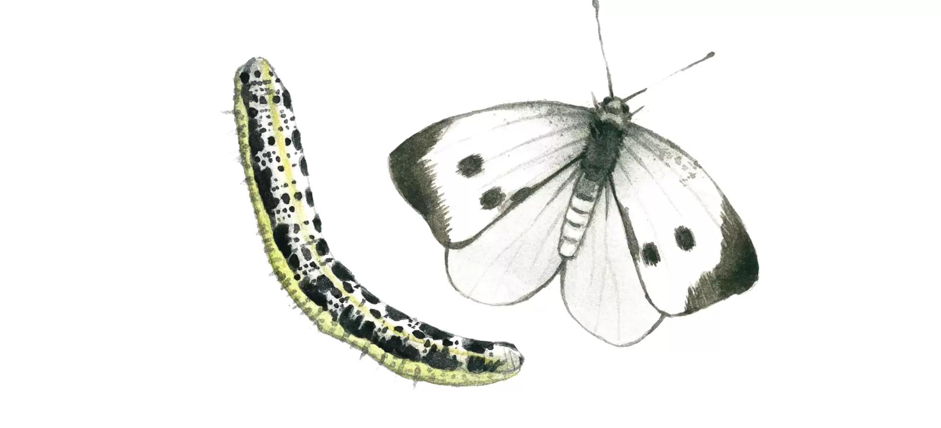 Капустная белянка