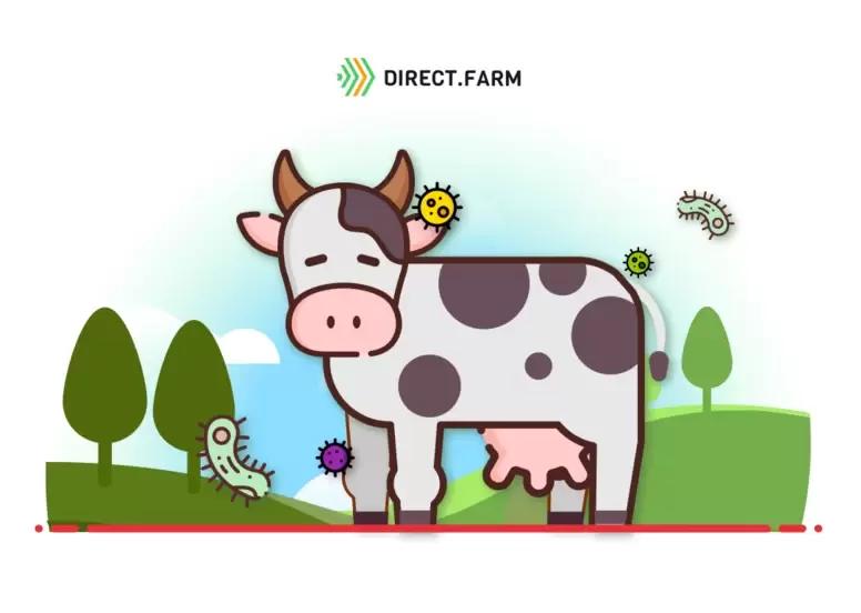 Как бороться с бруцеллезом?