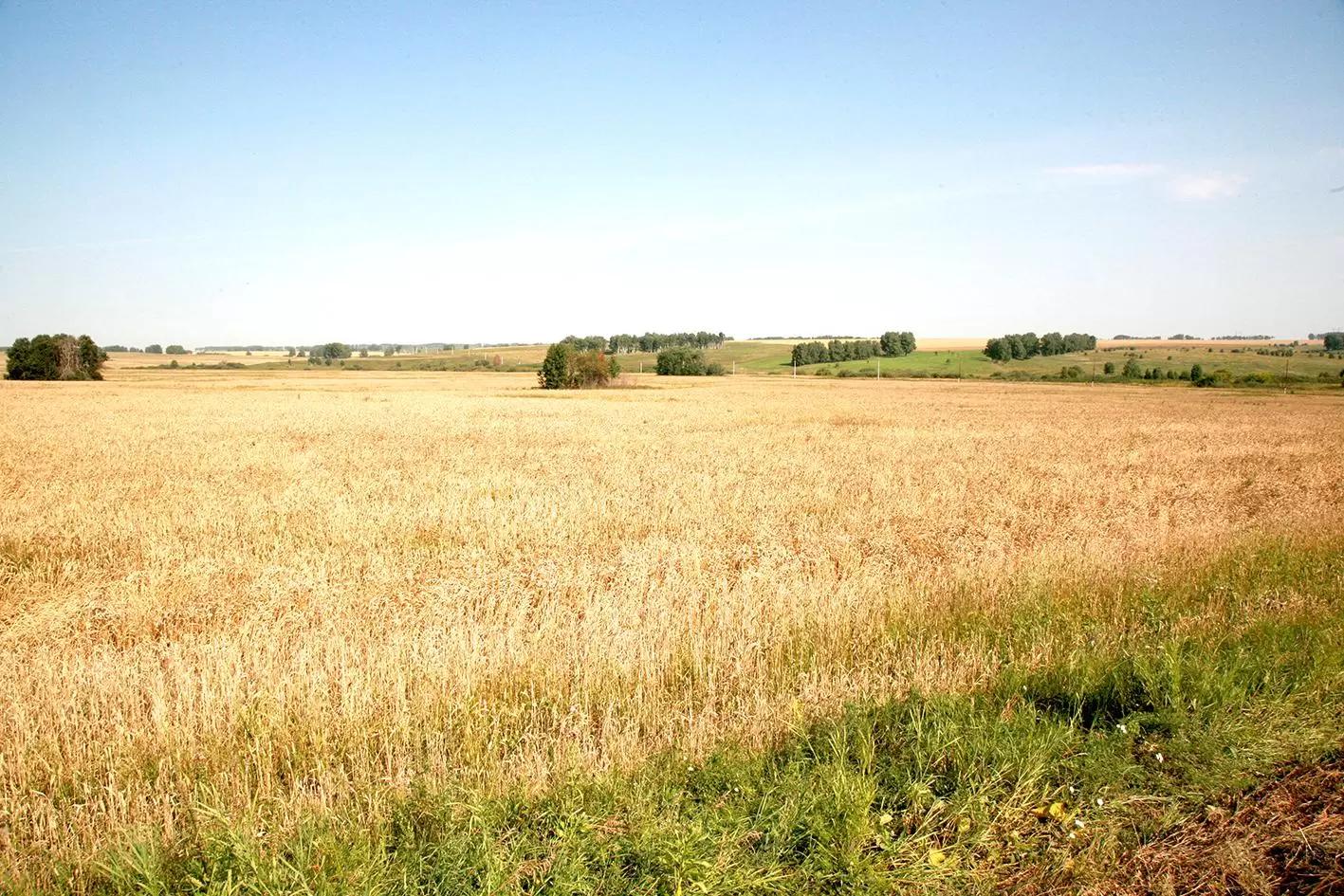 ИТОГИ ОСЕННЕ ПОСЕВА 2020 г. озимой пшеницы сорта «Скипетр»_КФХ Неживилов А.Н.