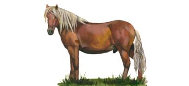 Казахская порода лошадей