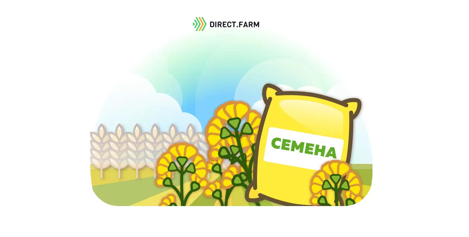 Посев озимого рапса после зерновых