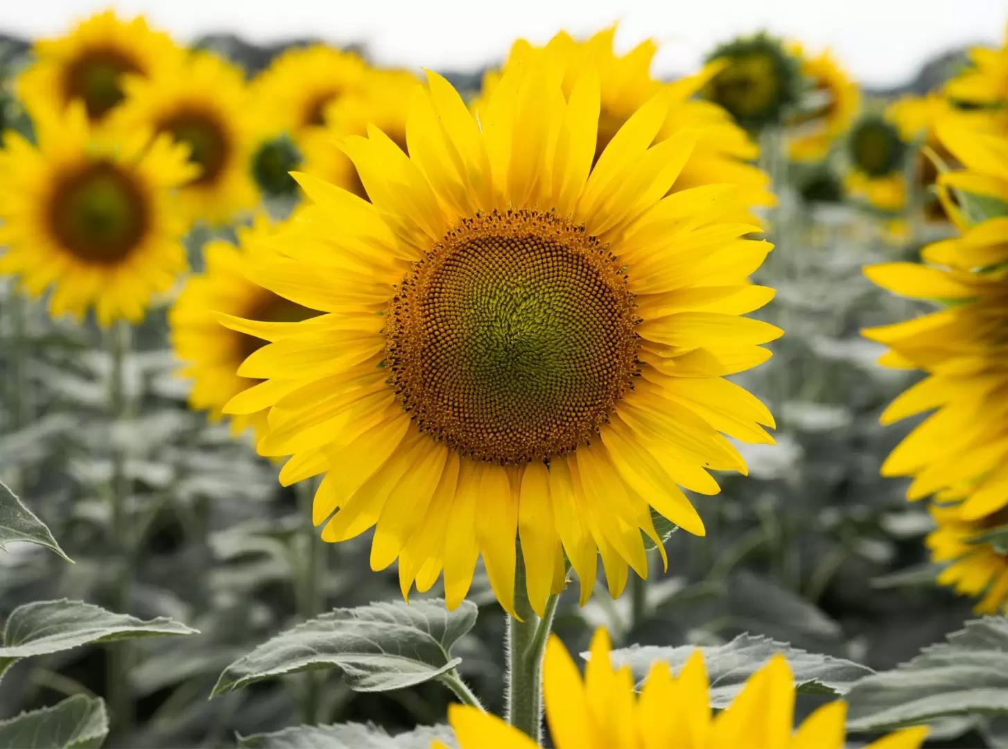 Сурус ОР: заразихе – нет, урожаю – да!