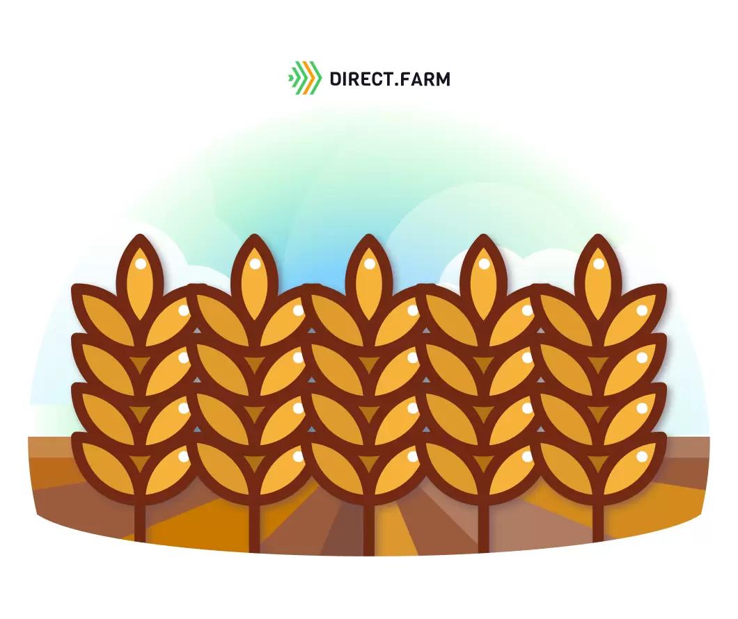 Можно ли досеять пшеницу?