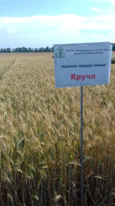 Сорта твердой пшеницы НЦЗ им. П.П.Лукьяненко