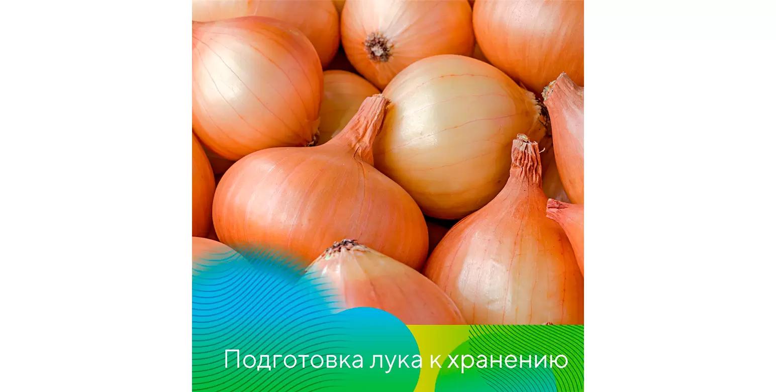 Хранение лука