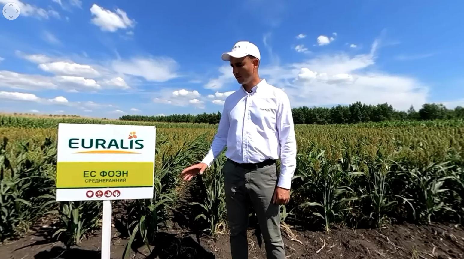 Гибриды сорго Евралис