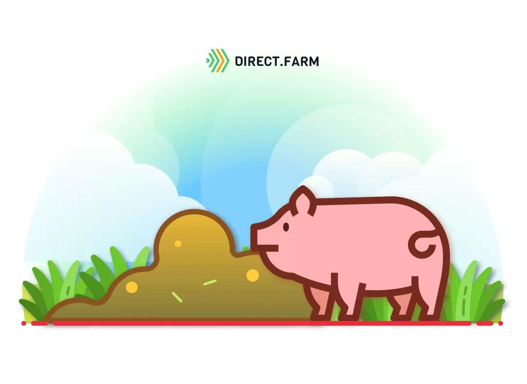 Как ферментировать свиной навоз в удобрение?