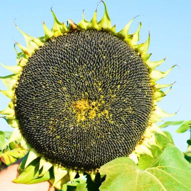 Семена подсолнечника РАТ К 21 (F1), среднеранний гибрид