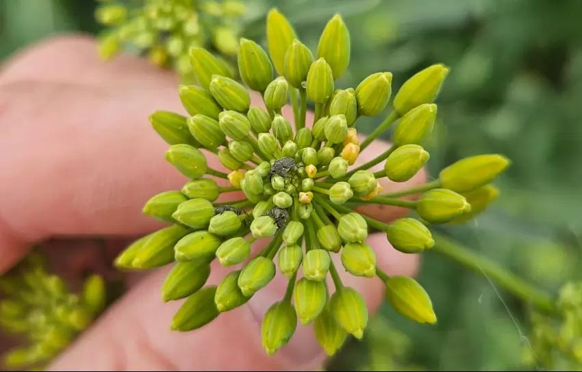 Как защитить озимый рапс от стеблевого скрытнохоботника