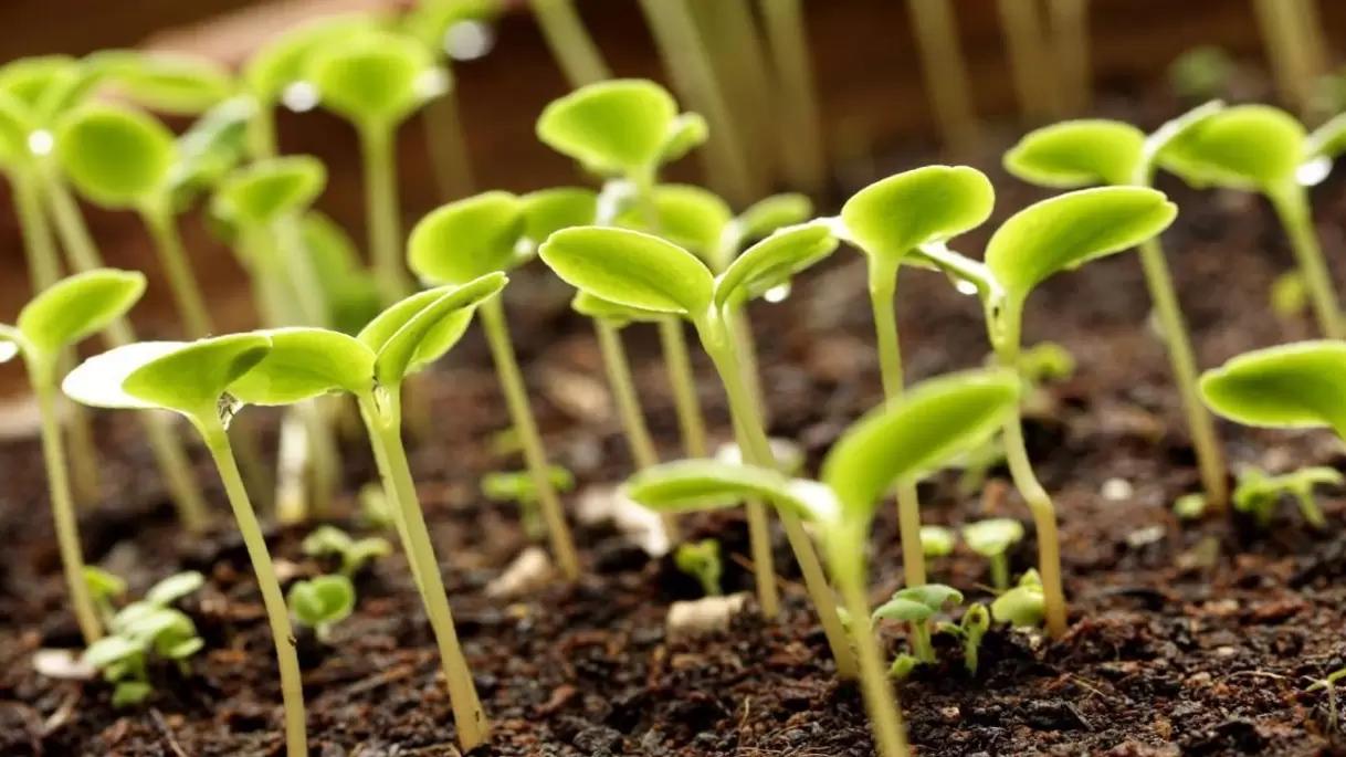 Почему так важен «Мастер растениеводства»?