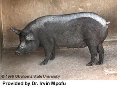 Мукота – порода свиней