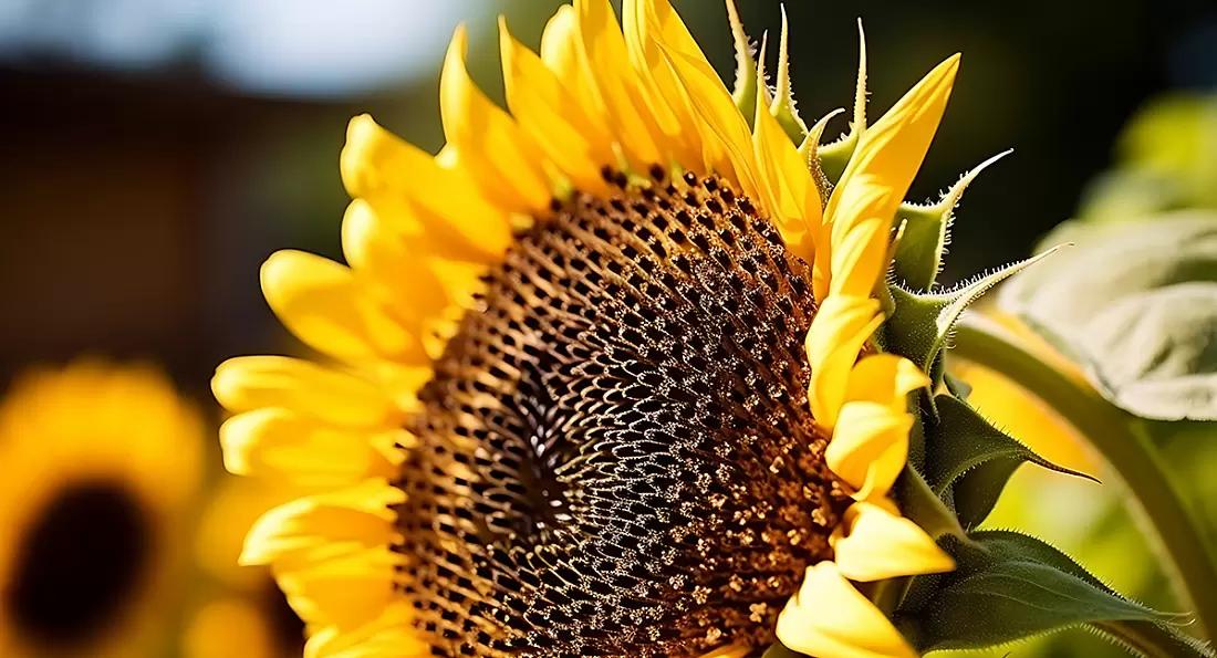 ИКАР: Урожай подсолнечника в России в новом сезоне может сократиться на 1 млн т