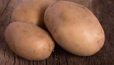 Вектор ® - сорт картофеля (Solanum tuberosum L.).