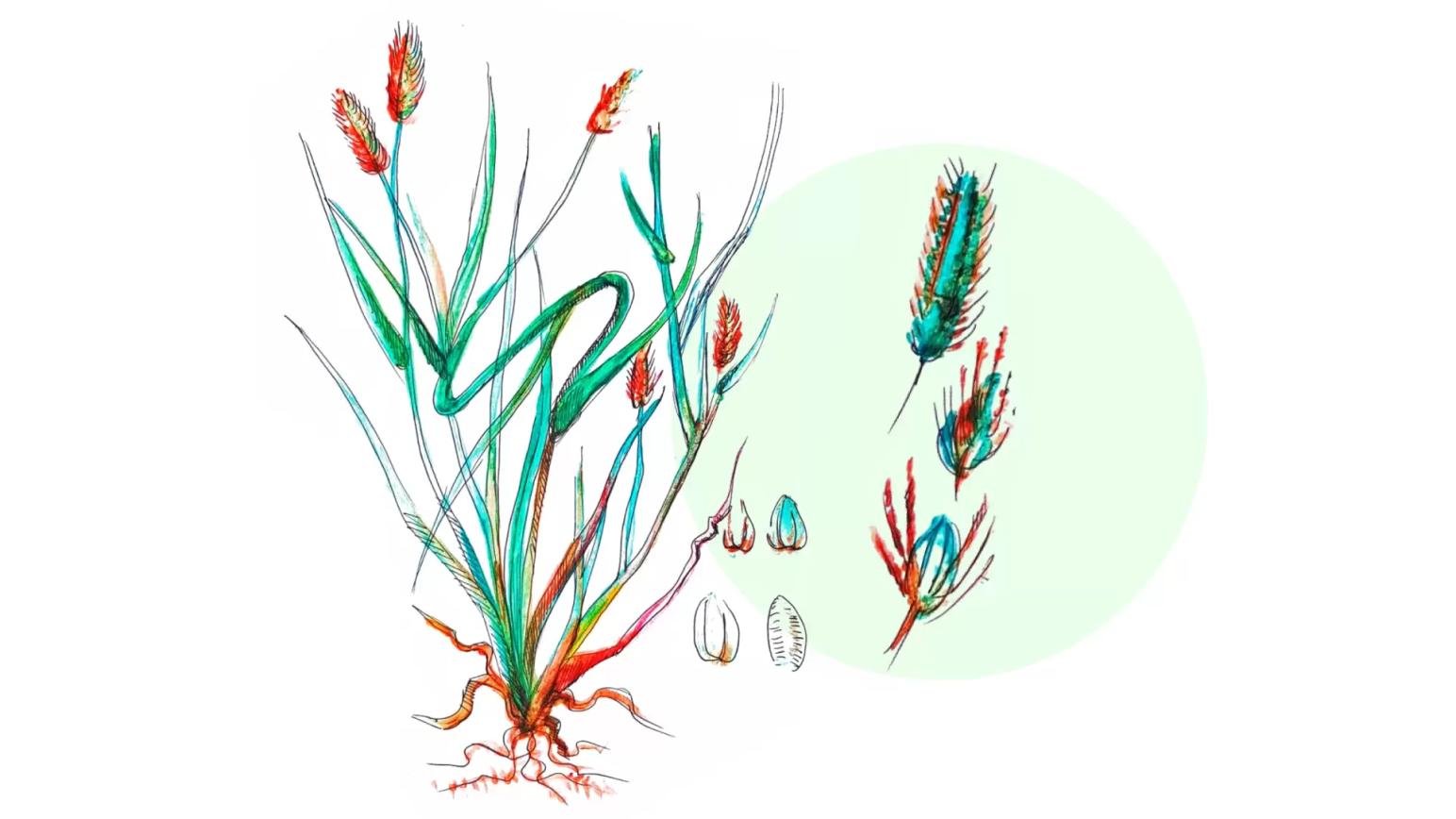 Щетинник сизый