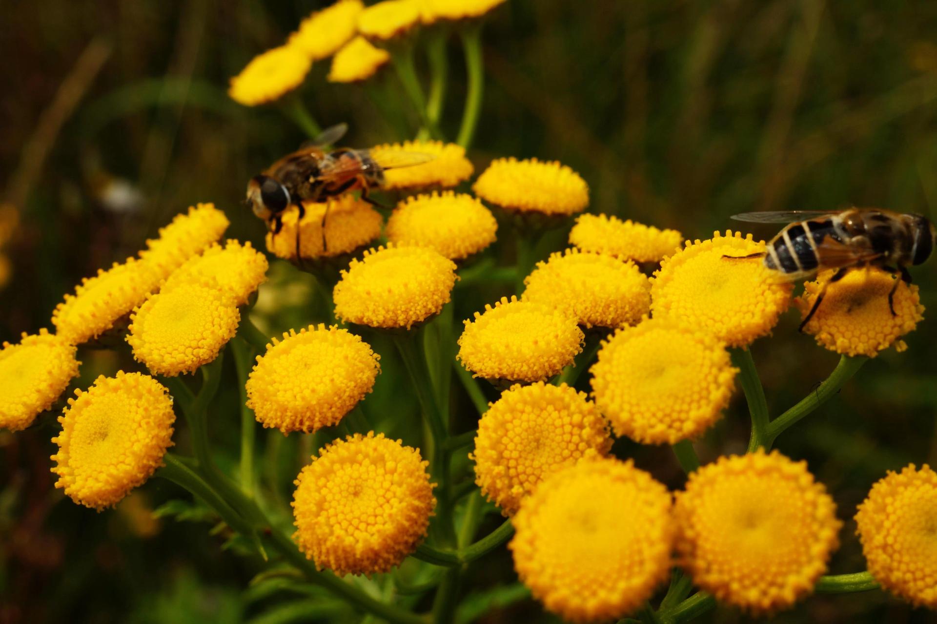 Учёные установили, что цветение монокультур может быть гибельно для пчёл
