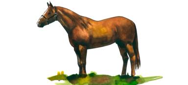 Кватерхорс (четвертьмильная лошадь)