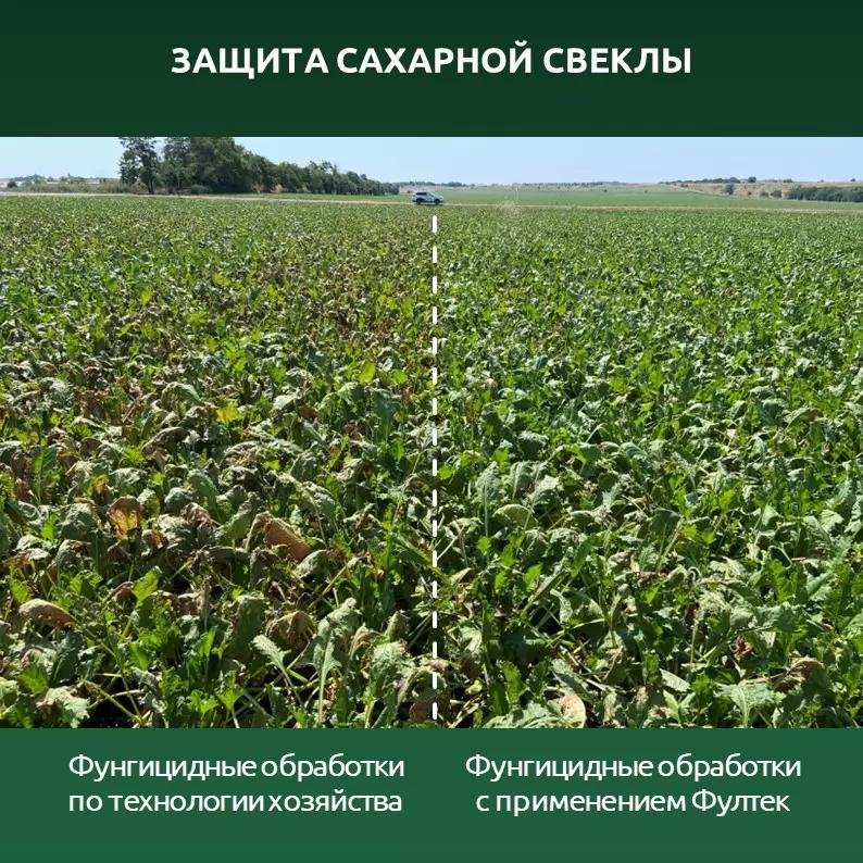 Сахарная свекла: усиливаем схему защиты от церкоспороза