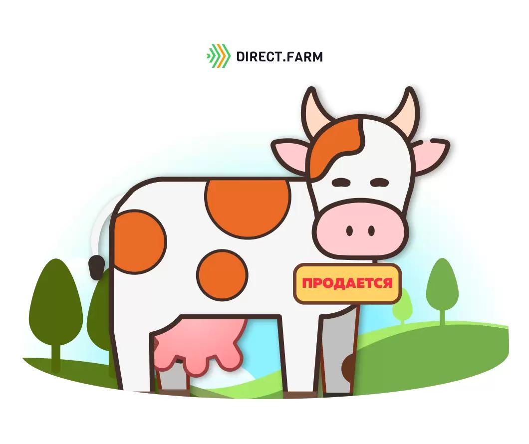 Как продавать молочный скот?