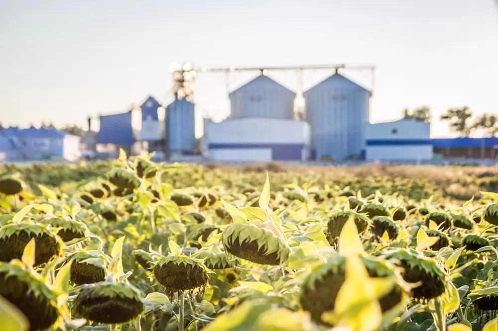 Избыток подсолнечника в РФ к началу нового сезона составил 1 млн тонн