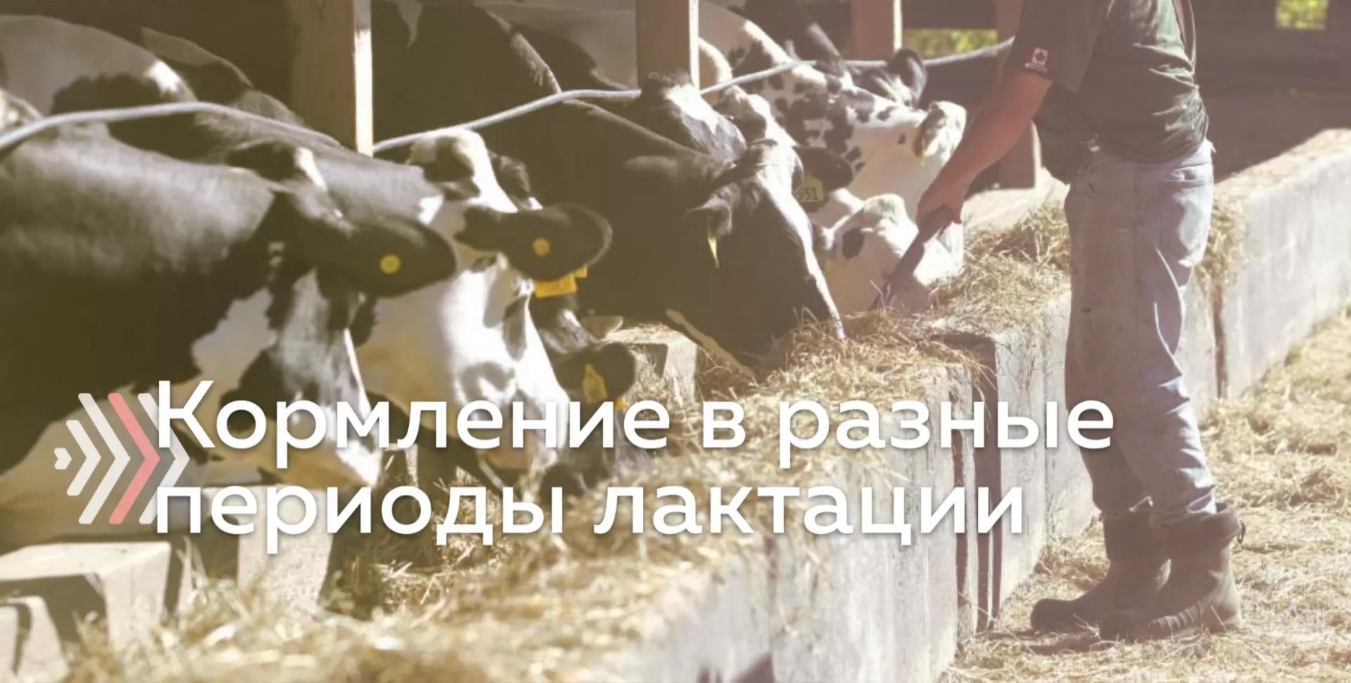 Кормление коров в разные периоды лактации