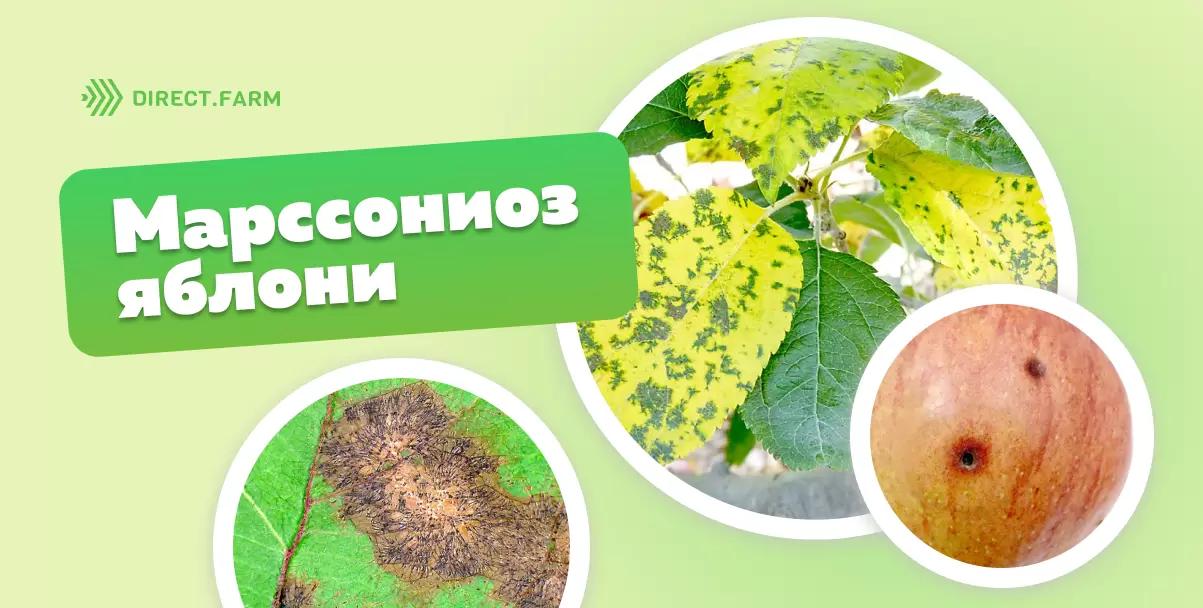 Новая болезнь — марссониоз яблони
