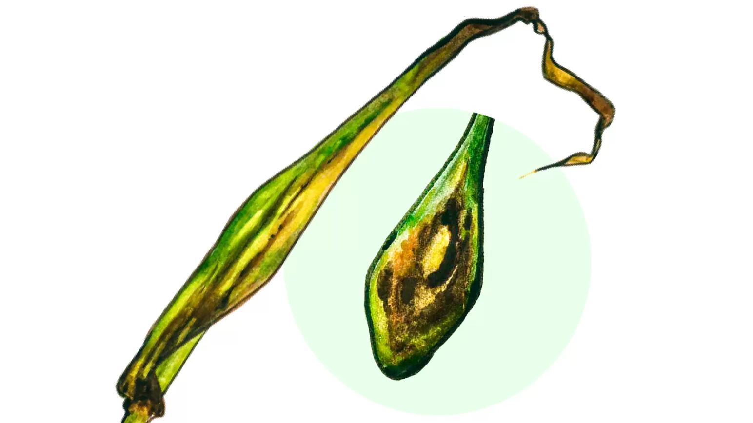 Полосатая пятнистость ячменя