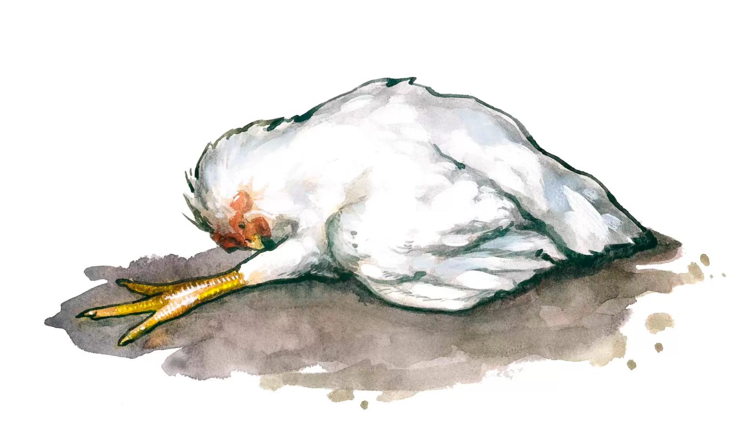 Болезнь Марека (БМ)