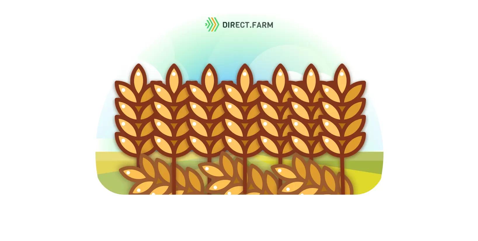 Почему полегают хлеба?