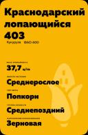 Краснодарский лопающийся 403 - гибрид кукурузы ( Zea mays L.).