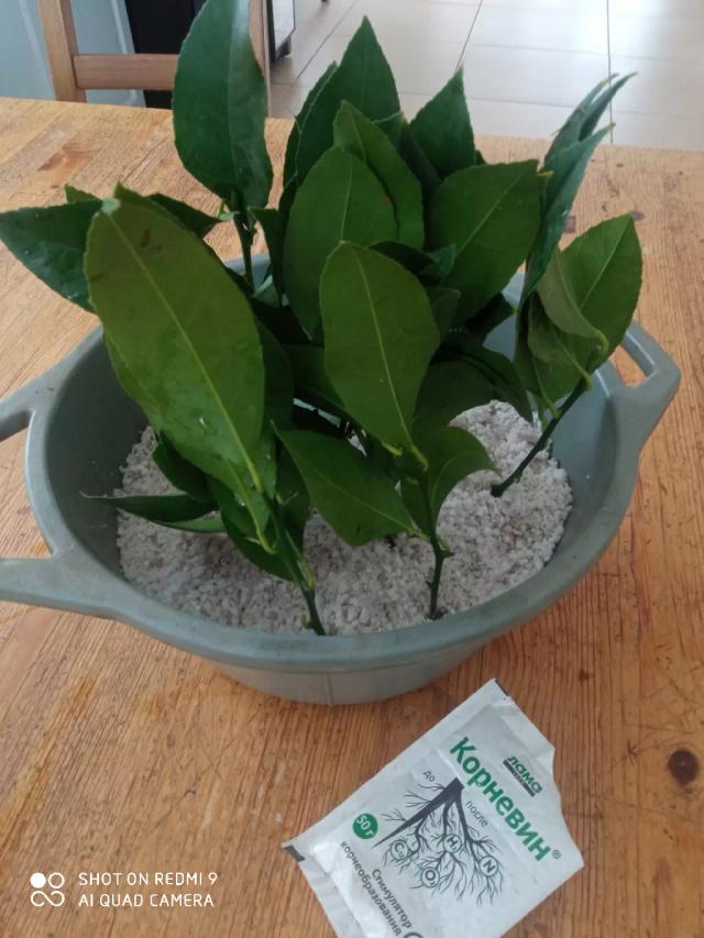 Зачем укоренять лимон?