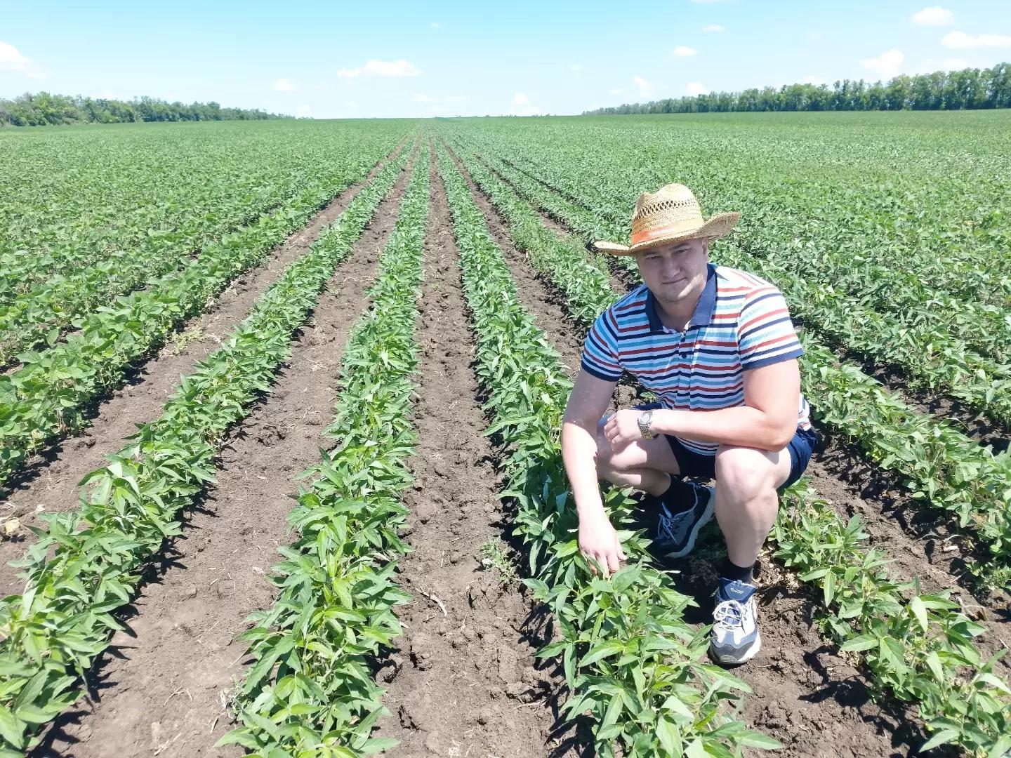 НОВЫЕ СОРТА СОИ.