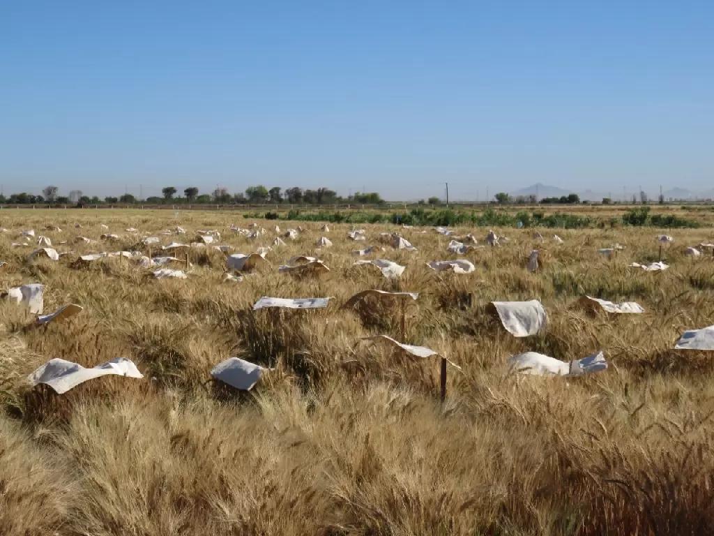 Анализ рынка семян в России