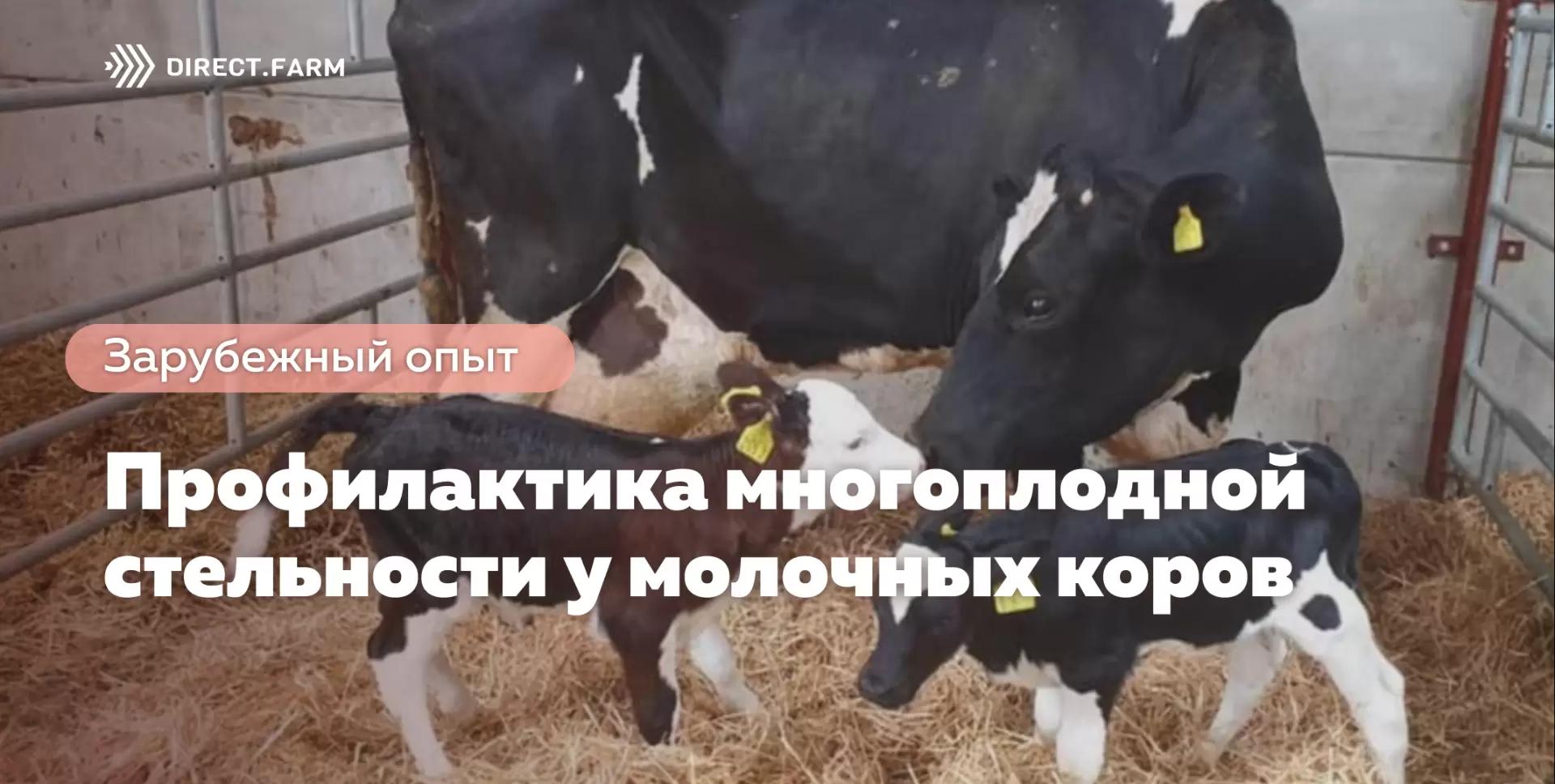 Профилактика многоплодной стельности у молочных коров