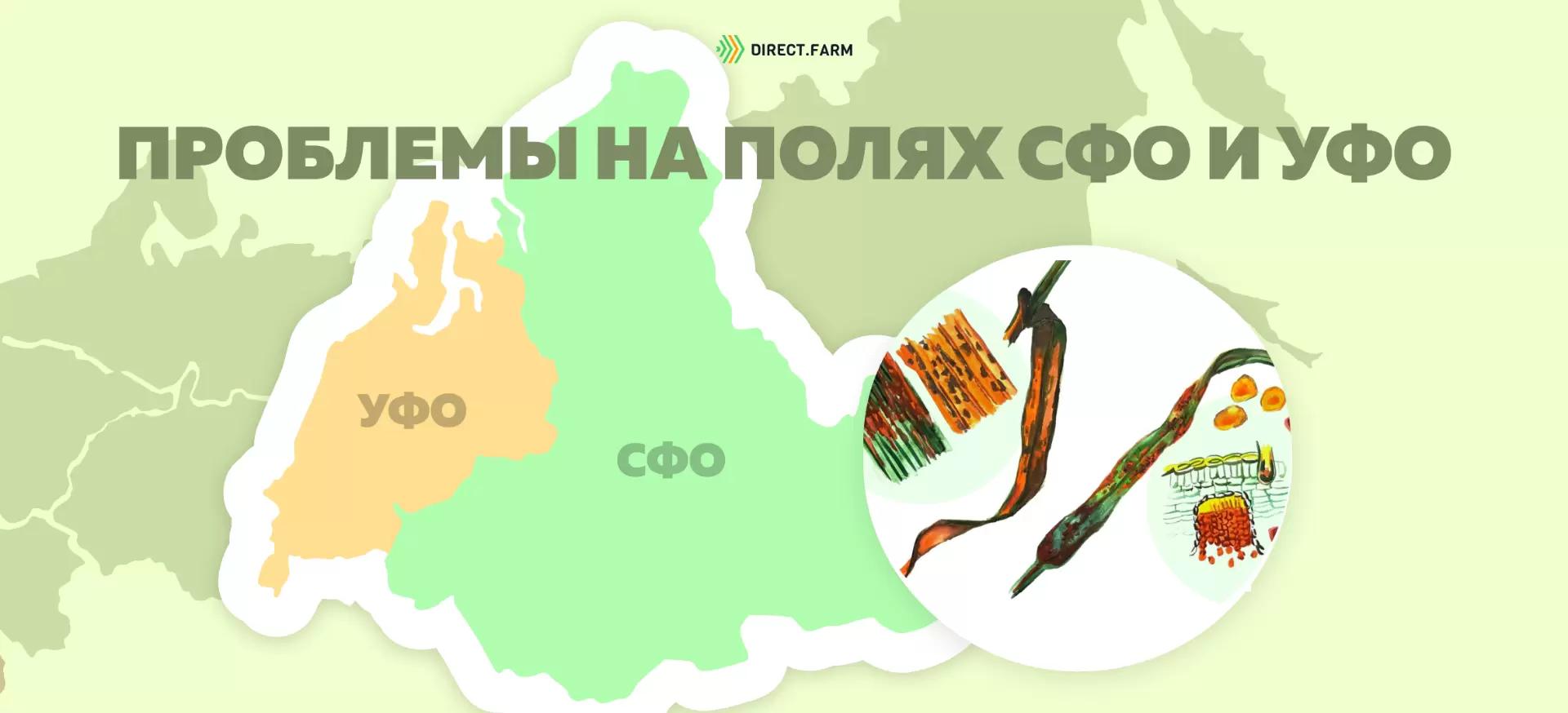 Угроза: Бурая листовая ржавчина