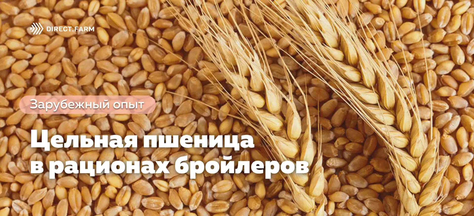 Включение цельной пшеницы в корма для бройлеров: преимущества и недостатки
