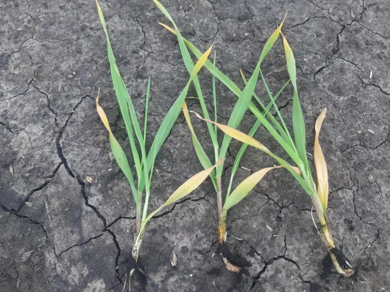 Вопросы из чатов: что с ячменем?