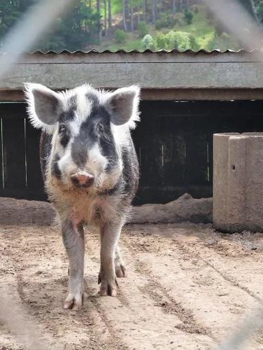 Арапава – порода свиней