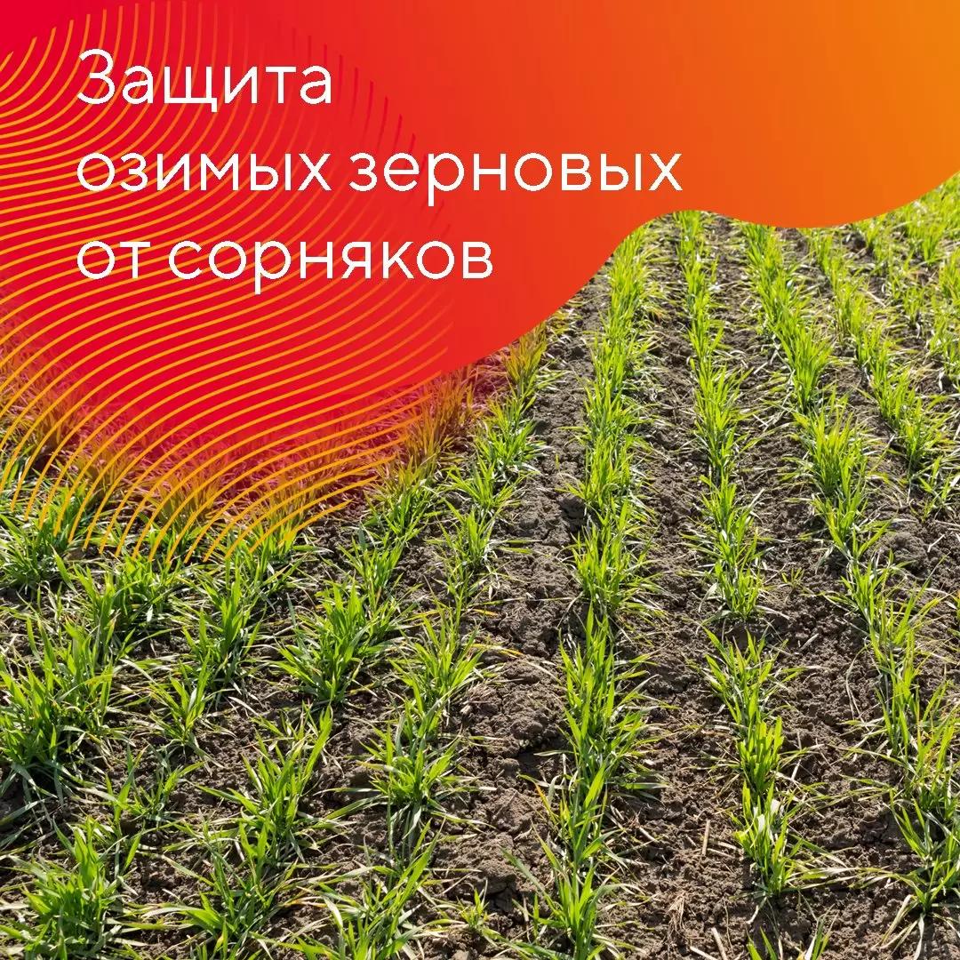 Защита озимых зерновых культур от сорняков