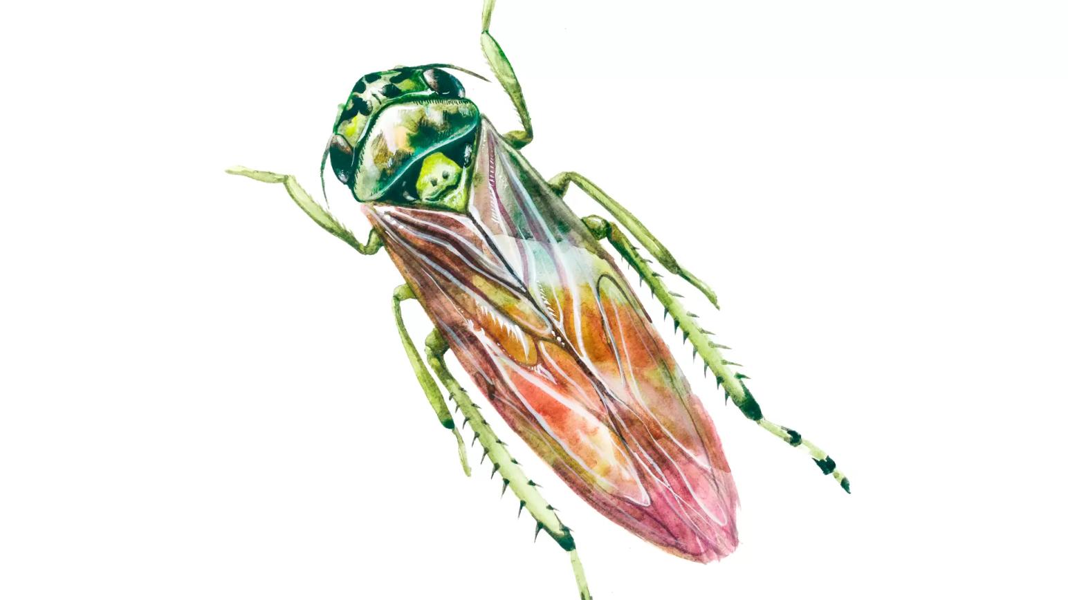 Цикадка полосатая