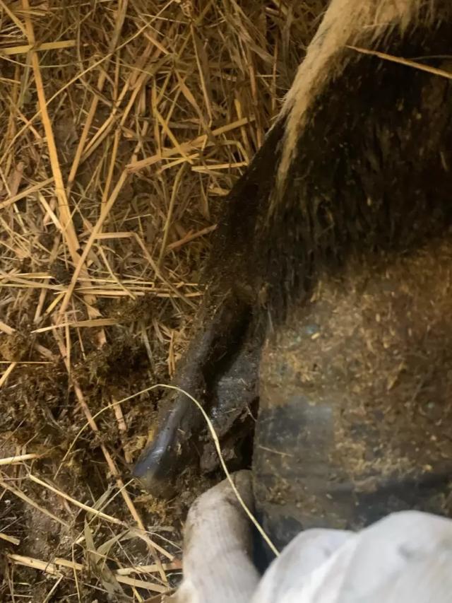 Вопросы из чатов: что делать, если корова хромает?