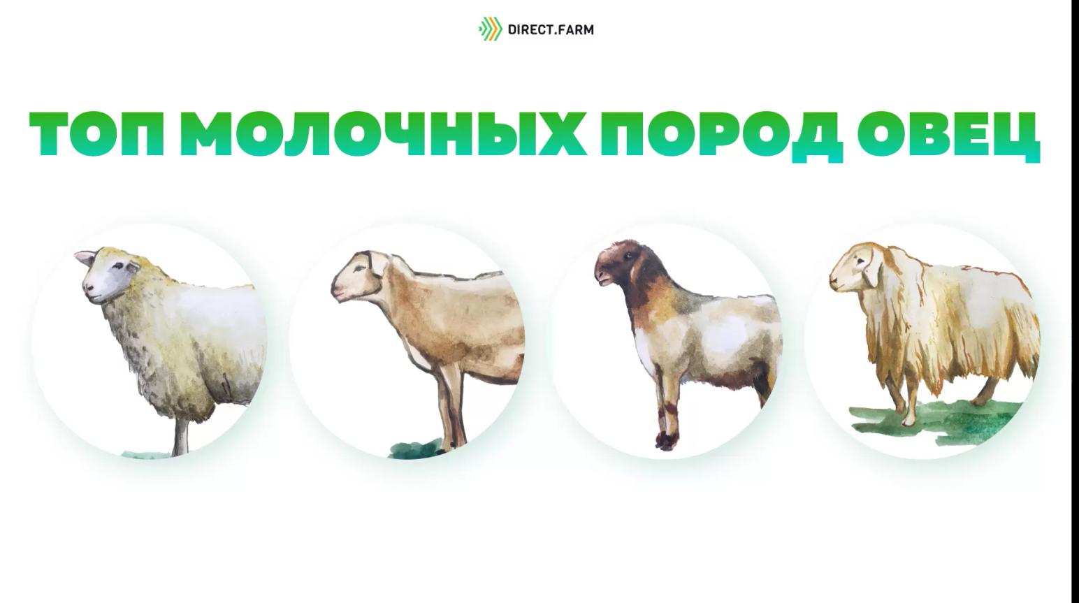 Самые высокопродуктивные породы молочных овец
